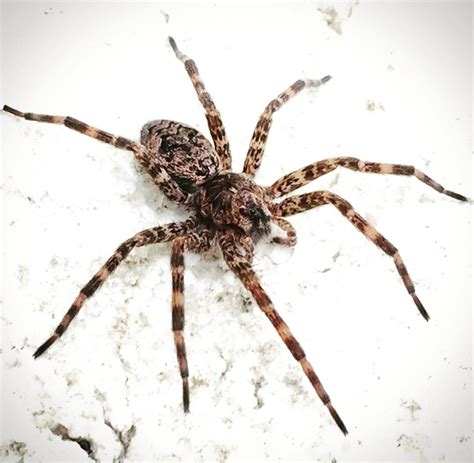 Brown Recluse vs. House Spider: What's the Difference? • Arrest A Pest