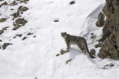 Spiti Valley In Winters: The Snow Leopard Trail | Shimla - Reckong Peo ...