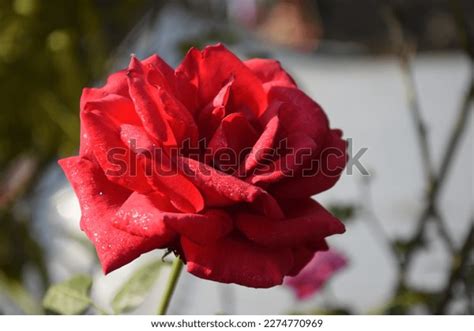 Red Roses Meaning Symbolism History Stock Photo 2274770969 | Shutterstock