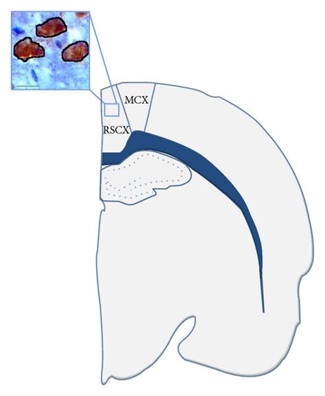 Cell soma area of NeuN-positive cells. Schematic representation of... | Download Scientific Diagram