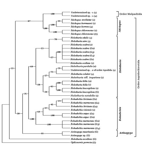 Topology Of Maximum Parsimony Tree Majority Rule Consensus Tree Of