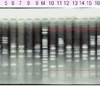 Grouping Results Of AP PCR Fingerprint Profiles Of The Samples Of S