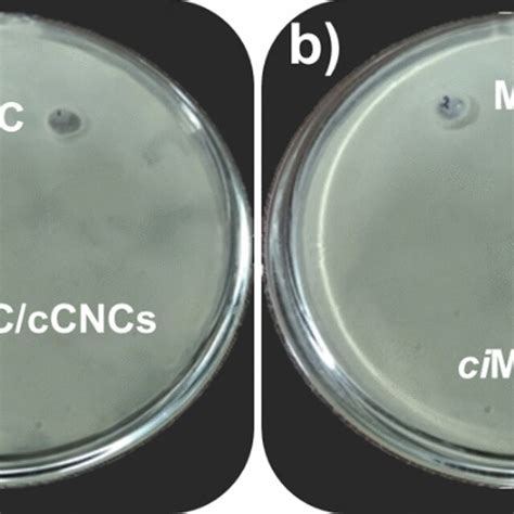 In Vitro Relative Cell Viability Analysis Of A B HaCaT C D HUVECs