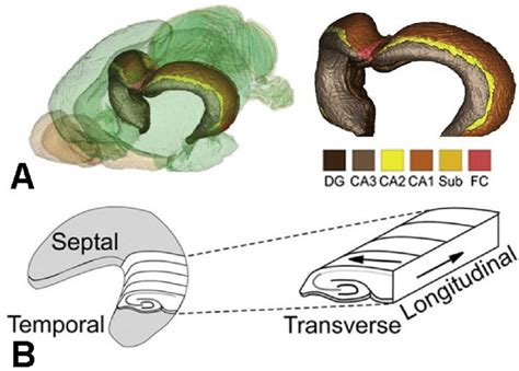 Tridimensional Structure Of The Hippocampus And Orientation Of The Download Scientific Diagram