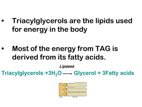 Solution Beta Oxidation Of Fatty Acids Lecture Studypool