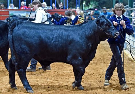 PHOTOS: The Manatee County Fair 2023