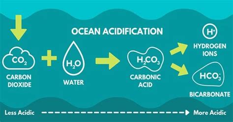 Ocean Acidification - Assignment Point