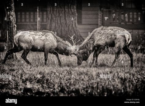 Roosevelt Elk locking antlers in combat Stock Photo - Alamy