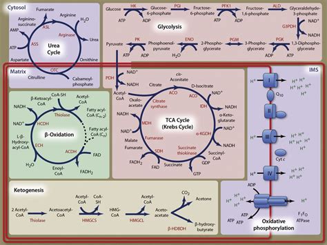 Oxidative TCA Cycle