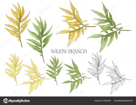 Willow Branch Set Branches Leaves Isolated Vector Illustration