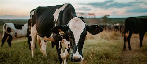 Alternative Manure Management Program AMMP CalCAN California