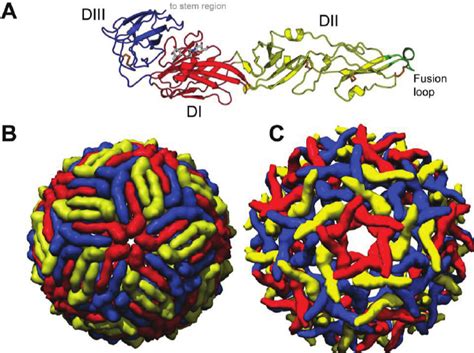 West Nile Virus Wnv Structure A Ribbon Diagram Of The Crystal