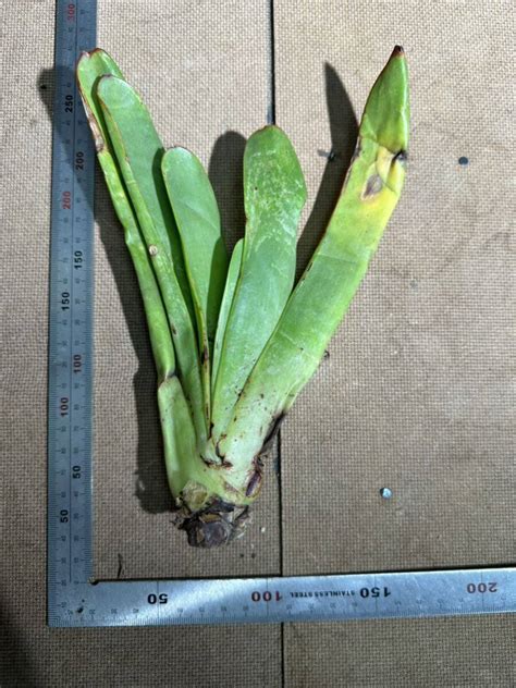 Yahooオークション K4希少 Aloe Haemanthifolia Kumara 眉刷毛錦 ア