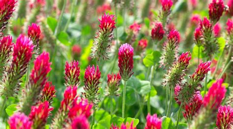 9 Fall Cover Crops for Fertile Spring Soil