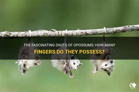 The Fascinating Digits Of Opossums: How Many Fingers Do They Possess ...