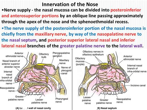 Nasal Vestibulitis Antibiotics