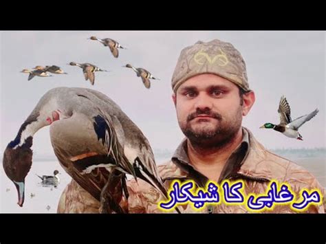 Duck Hunting Public Land Murghabi Ka Shikar Duck Hunting In