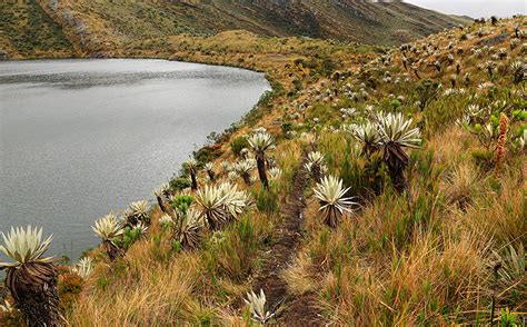 Páramo of Chingaza Provider of Life Tourism Colombia Travel