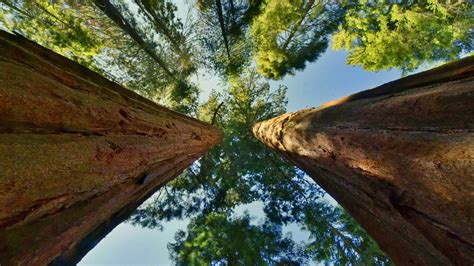 Bäume Baumrekorde Pflanzen Natur Planet Wissen