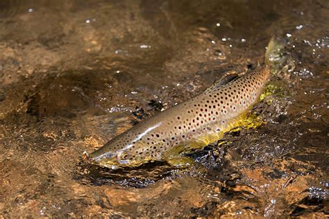 brown trout virginia dwr