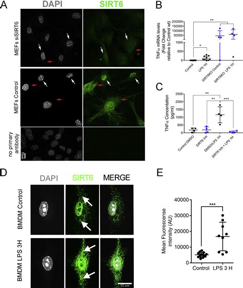 Sirt Stabilization And Cytoplasmic Localization In Macrophages