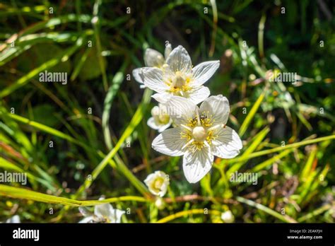 Parnassia Palustris Flowers In Vanoise National Park France Stock