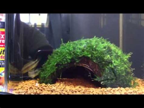 Apistogramma Wilhelmi YouTube