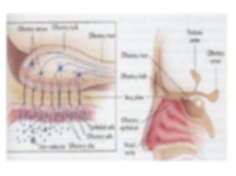 SOLUTION: Anatomy physiology and functions of nose smell - Studypool