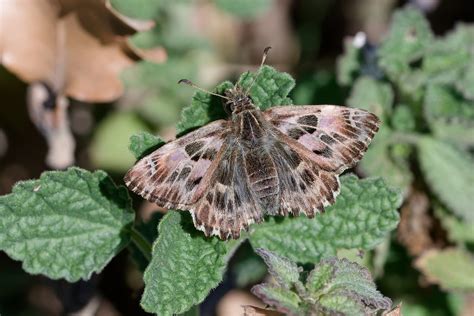 Hespérie de l alcée Carcharodus alceae André LABETAA Flickr