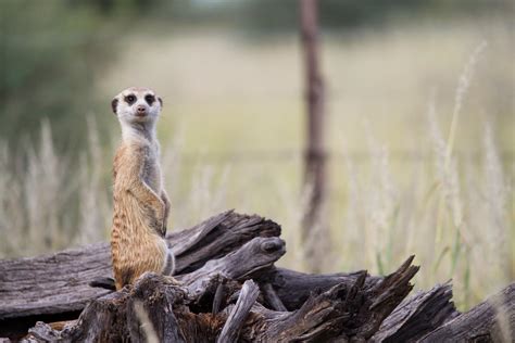 When It Comes to a Meerkat's Resilience to Cl | EurekAlert!