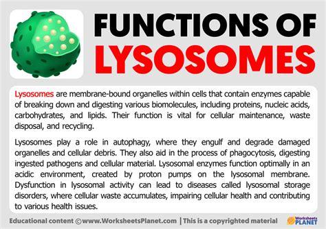 Function Of Lysosomes