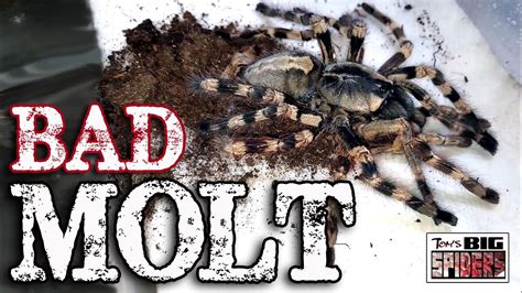 Toms Big Spiders Tarantulas And Inverts Bad Tarantula Molt