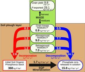 连作施磷28年沙土有机磷矿化及形态变化 Soil Biology and Biochemistry X MOL