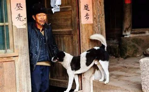 農村老話：土狗養十年，必定長成精，你小時候家裡養過土狗嗎？ 每日頭條