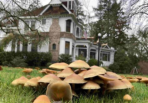 How To Grow Mushrooms In Your Backyard Chicago Land Gardening