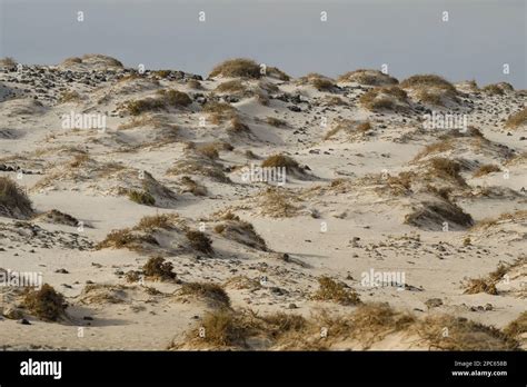 Dunes on the beach of Corralejo Stock Photo - Alamy