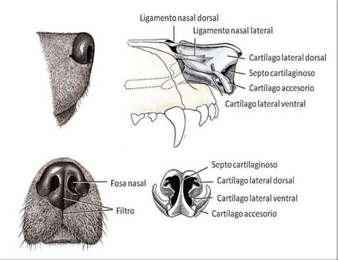 Pin En Anatomia Veterinaria