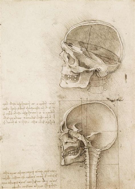 Once Cadera Medicina Forense Dibujo Anatomico De Leonardo Da Vinci Vena