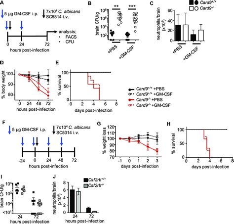 Exogenous Gm Csf Treatment Or Ablation Of Gm Csf Signaling Has No Download Scientific Diagram