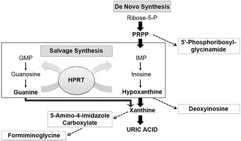 De Novo Purine Synthesis Pathway