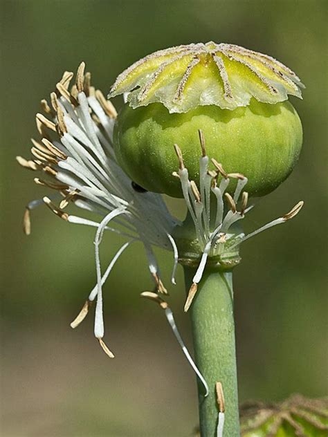 Flora De Malpica De Tajo Adormidera Papaver Somniferum Var Nigrum