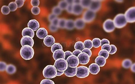 Anaerobic Gram-positive Bacteria Peptostreptococcus Stock Illustration ...