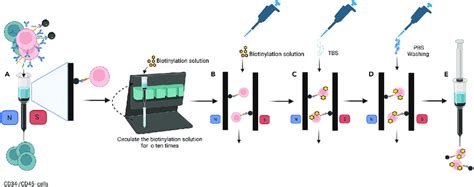 Schematic Representation Of The Biotin Labeling Of The Cd34 And Cd45 Download Scientific