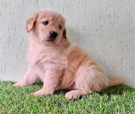 Filhotes De Golden Retriever Pura Linhagem MercadoLivre