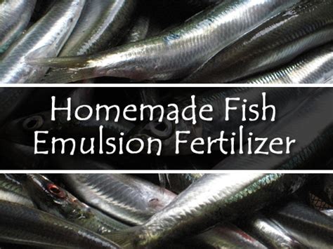 DIY Fish Emulsion Fertilizer