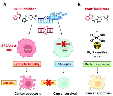 A Synthetic Lethality By Brcaness And Parpness The Core Structure