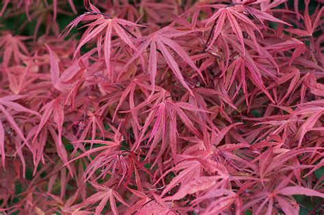 Acer Palmatum Red Pygmy