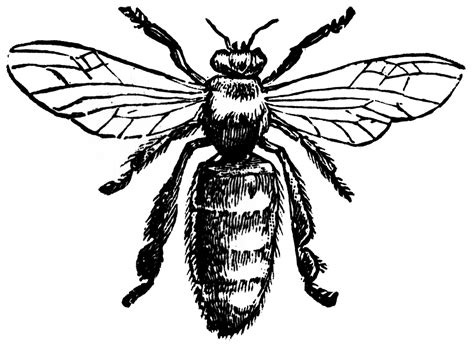 Bee Line Drawing Clipart Best