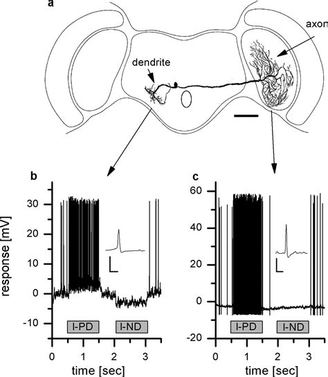 Electrical Coupling Of Lobula Plate Tangential Cells To A Heterolateral