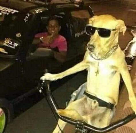 Cursed_dog : cursedmemes